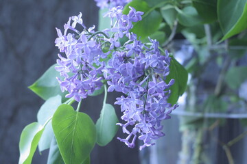 Bunches of blooming lilacs in a vase in the morning