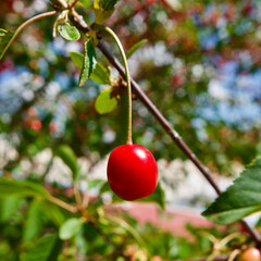 Cherry. Red cherries. The first fresh cherries of the summer season.