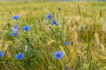 Summer field meadow