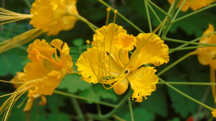 yellow flower on green grass