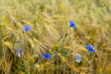 Summer field meadow