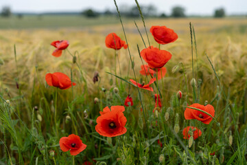 Red poppies in the field