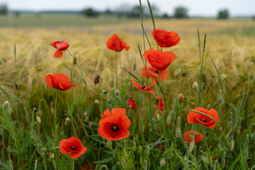 Red poppies in the field
