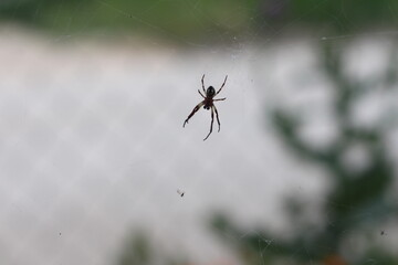 Little spider in web on blurry background.