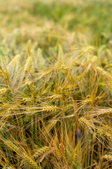 Fototapeta premium Panorama of wheat field. Background of ripening ears of wheat field. Beautiful Nature Landscape. 