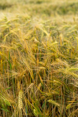 Fototapeta premium Panorama of wheat field. Background of ripening ears of wheat field. Beautiful Nature Landscape. 