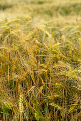 Obraz premium Panorama of wheat field. Background of ripening ears of wheat field. Beautiful Nature Landscape. 