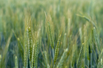 Close up of barley ear with green field on the background