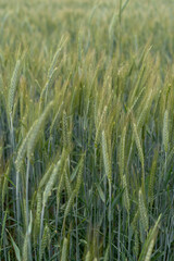 Close up of barley ear with green field on the background