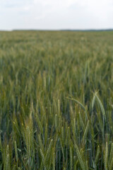Close up of barley ear with green field on the background