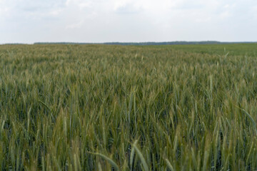 Close up of barley ear with green field on the background
