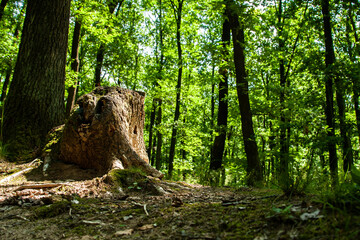 View from a very low perspective to a giant trees in a huge forest.