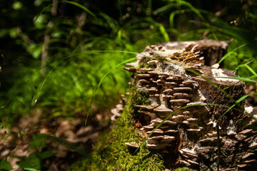 Mushrooms growing on a fallen tree deep in the forest.
