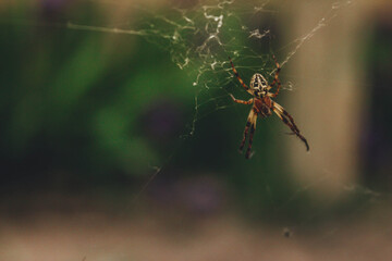 Little spider in web on blurry background.