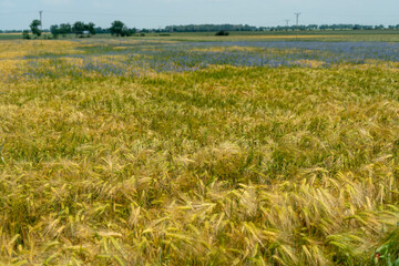 Panorama of wheat field. Background of ripening ears of wheat field. Beautiful Nature Landscape. 