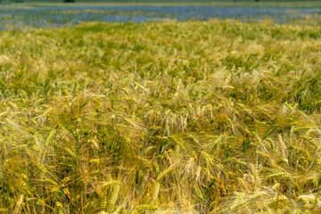 Panorama of wheat field. Background of ripening ears of wheat field. Beautiful Nature Landscape. 