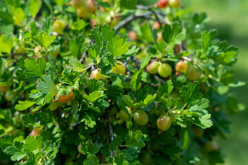 Ripe gooseberries on the bush