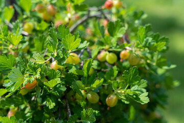 Fototapeta premium Ripe gooseberries on the bush