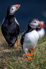 The puffins