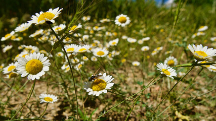 Obraz premium Daisy. Daisy field. Black beetle on white daisy.