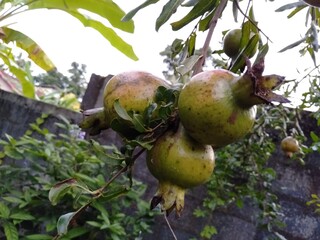 pomegranate fruit on tree