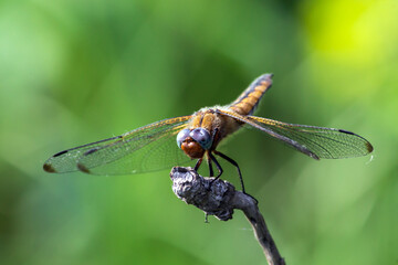 dragonfly on a leaf