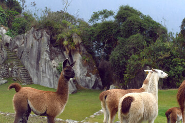 machu pichu