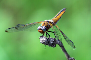 close up of dragonfly