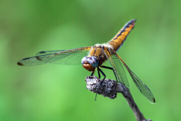 close up of dragonfly