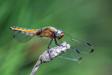 dragonfly on a green leaf