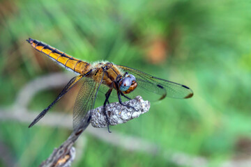 dragonfly on a leaf