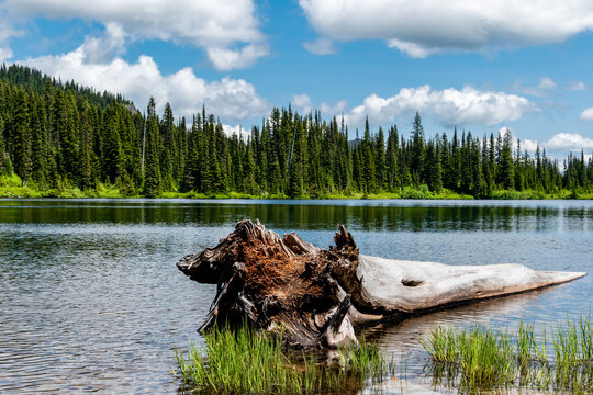 Fallen Tree In Mount Rainer National Park