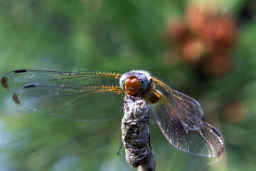 dragonfly close up