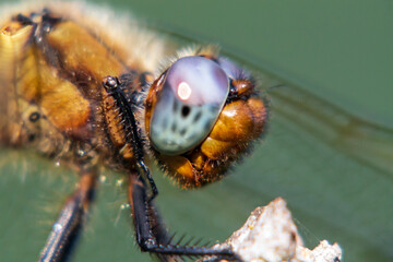 close up of a dragonfly