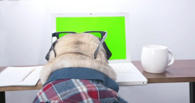 Funny business pug dog entrepreneur with laptop working in the office. Cute dog professional using computer sitting at home office desk. Busy pet worker freelancer working with notebook. Green screen