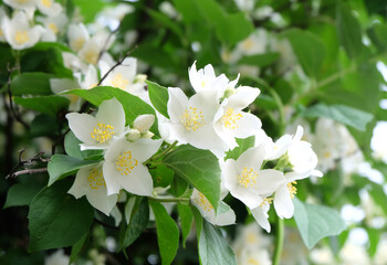 Obraz premium Flowering branch of mock orange (Philadélphus) in the garden in summer, macro photo. selective focus. blurred background, horizontal orientation.