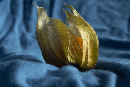 Owoc miechunki physalis na niebieskim tle