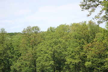 Lainzer Tiergarten und seine schönheit