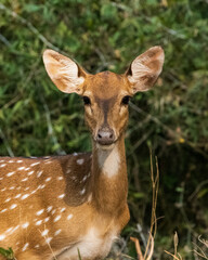 deer in the forest