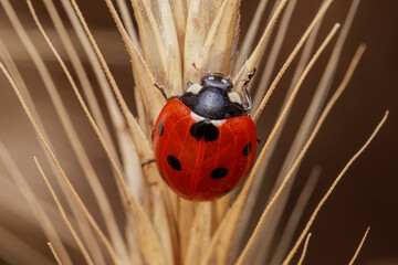 ladybug on a blade of grass © Lorant
