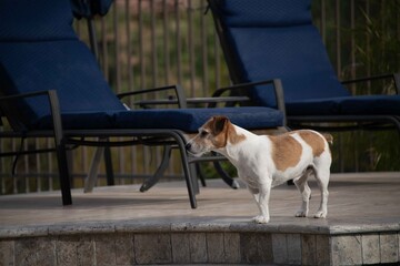 A jack Russell Terrier roaming around the yard.