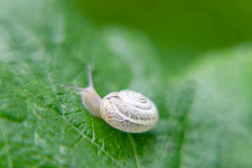 snail on a leaf