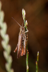 grasshopper on a leaf