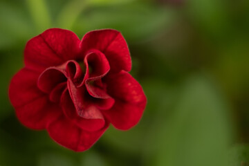 kwiat petunii na zielonym tle