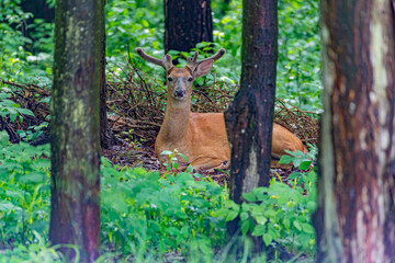 Buck deer with antlers lying in forest in summer