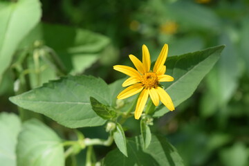 A yellow flower lying in a garden