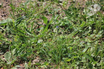Lainzer Tiergarten, Wasserspiele, Tiere, Landschaft