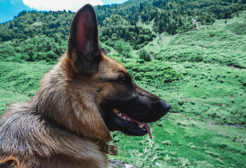 German shepherd in the mountains. The dog travels through the mountains of the Caucasus, Georgia, Svaneti.