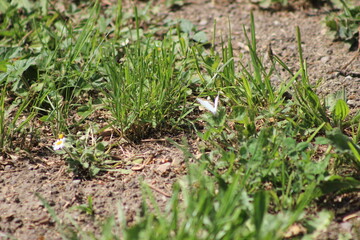 Lainzer Tiergarten, Wasserspiele, Tiere, Landschaft