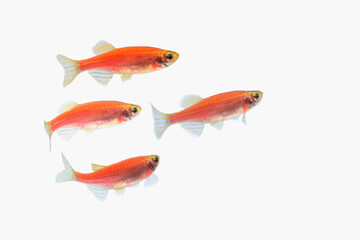 Fototapeta premium The pink zebra danio Glofish on white background 